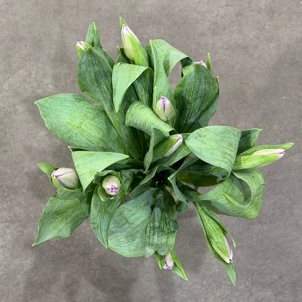 Tulip purple bouquet