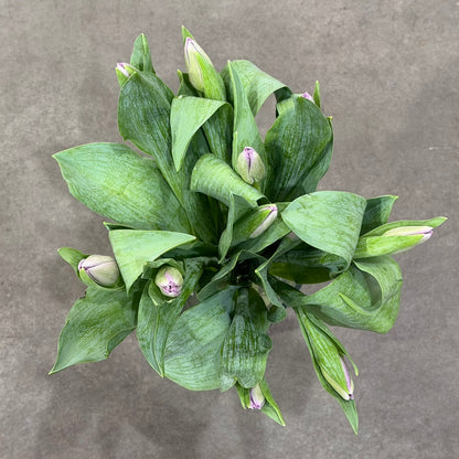 Tulip purple bouquet