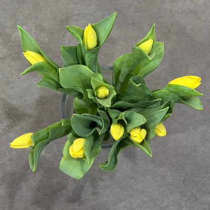 Tulip yellow bouquet
